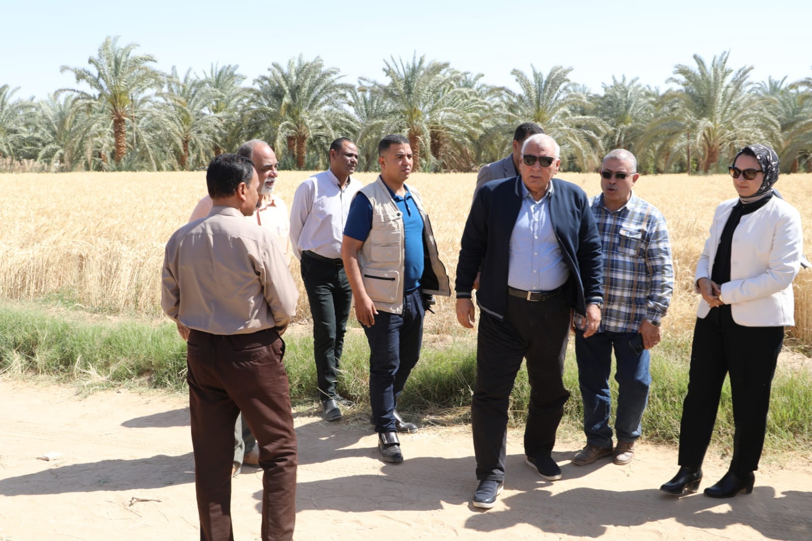 محافظ الوادي الجديد يفتتح موسم حصاد القمح