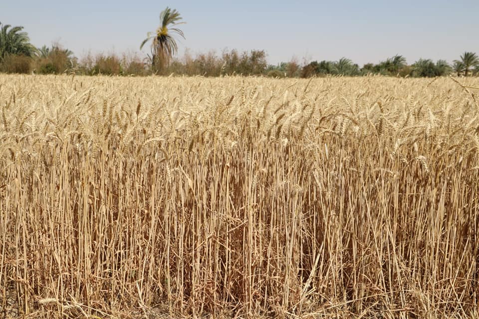 محصول القمح بالخارجة
