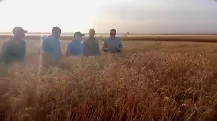 افتتاح موسم حصاد القمح بالفرافرة