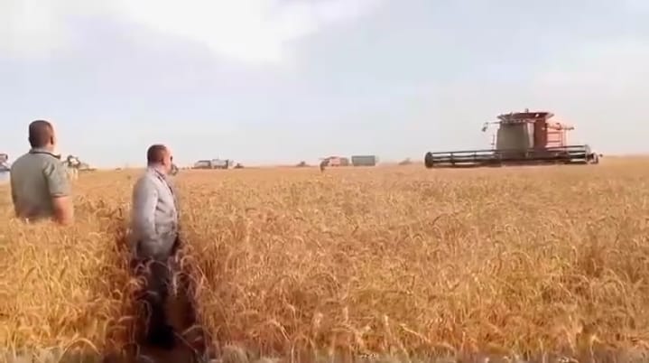 جانب من حصاد القمح بقرى مركز الفرافرة
