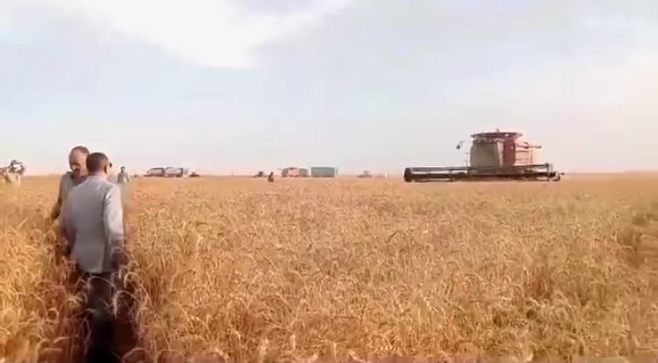 حصاد القمح بمركز الفرافرة في الوادي