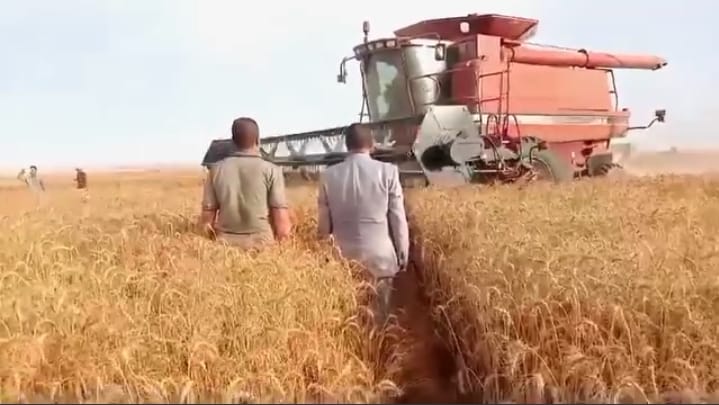 حصاد القمح بمركز الفرافرة