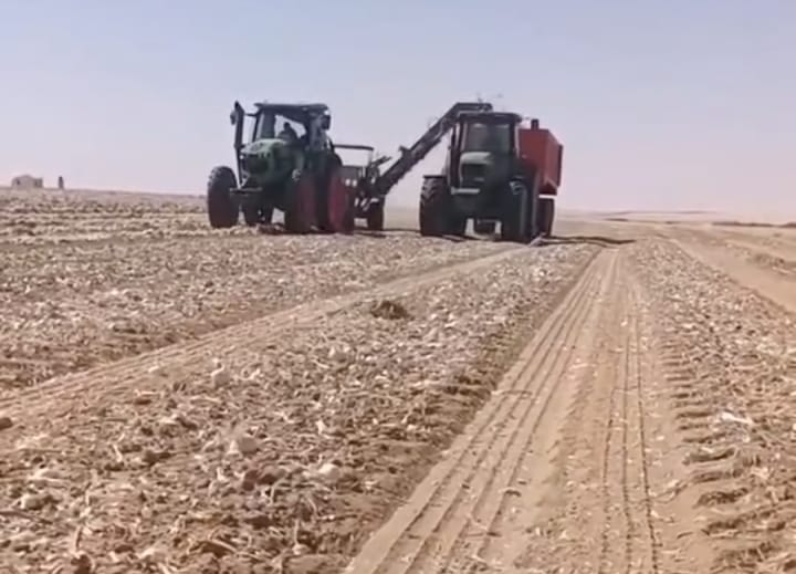 حصاد 14280 فدان بصل