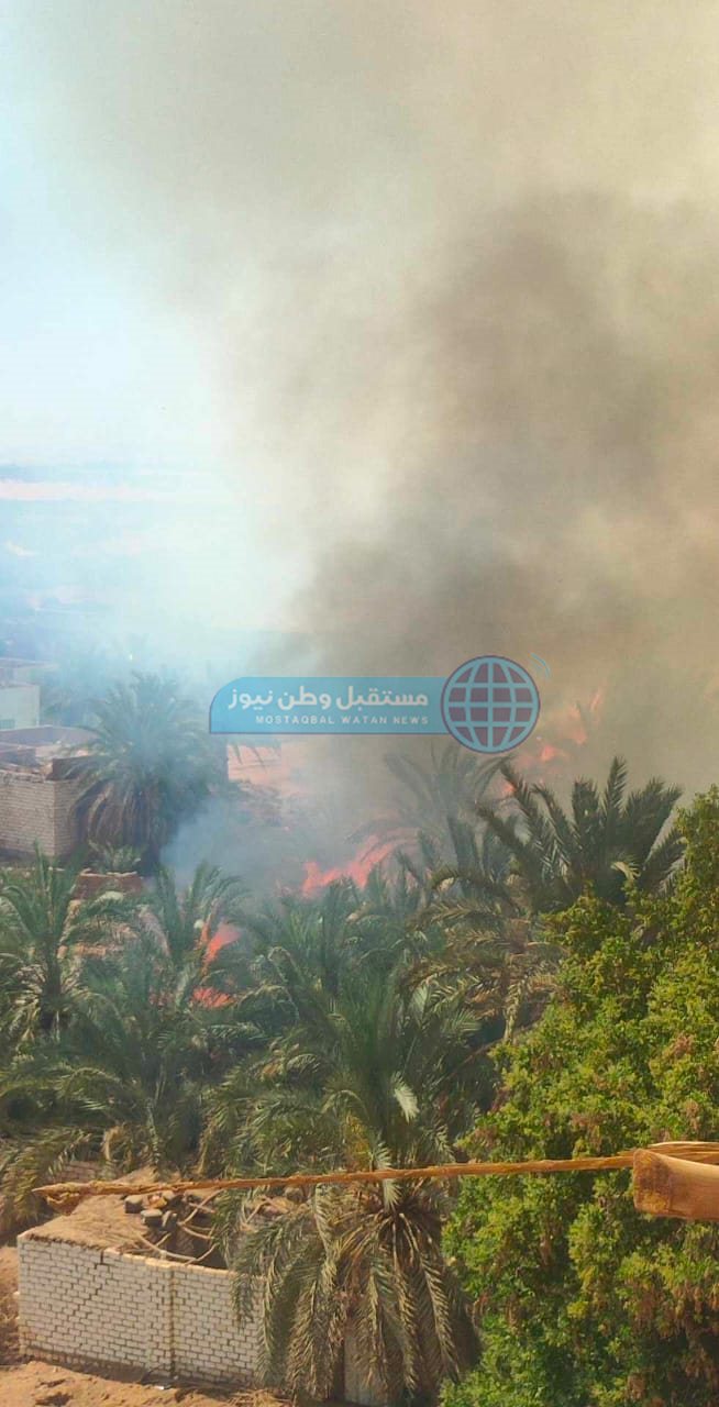 تفحم عدد كبير من أشجار النخيل في حريق عين القضا بالوادي الجديد (9)