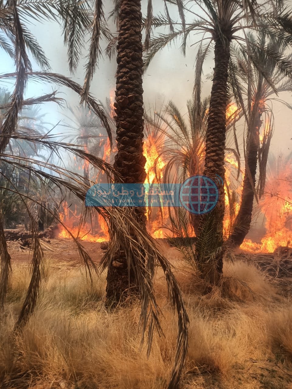 حريق هائل في مزرعة نخيل بقرية عين القضا بالداخلة (2)