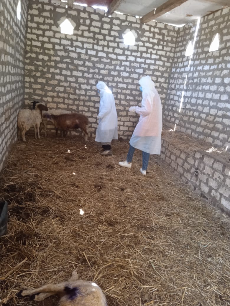 الكلاب الضالة تقتل وتصيب 10 رؤوس ماشية بالوادي الجديد (6)