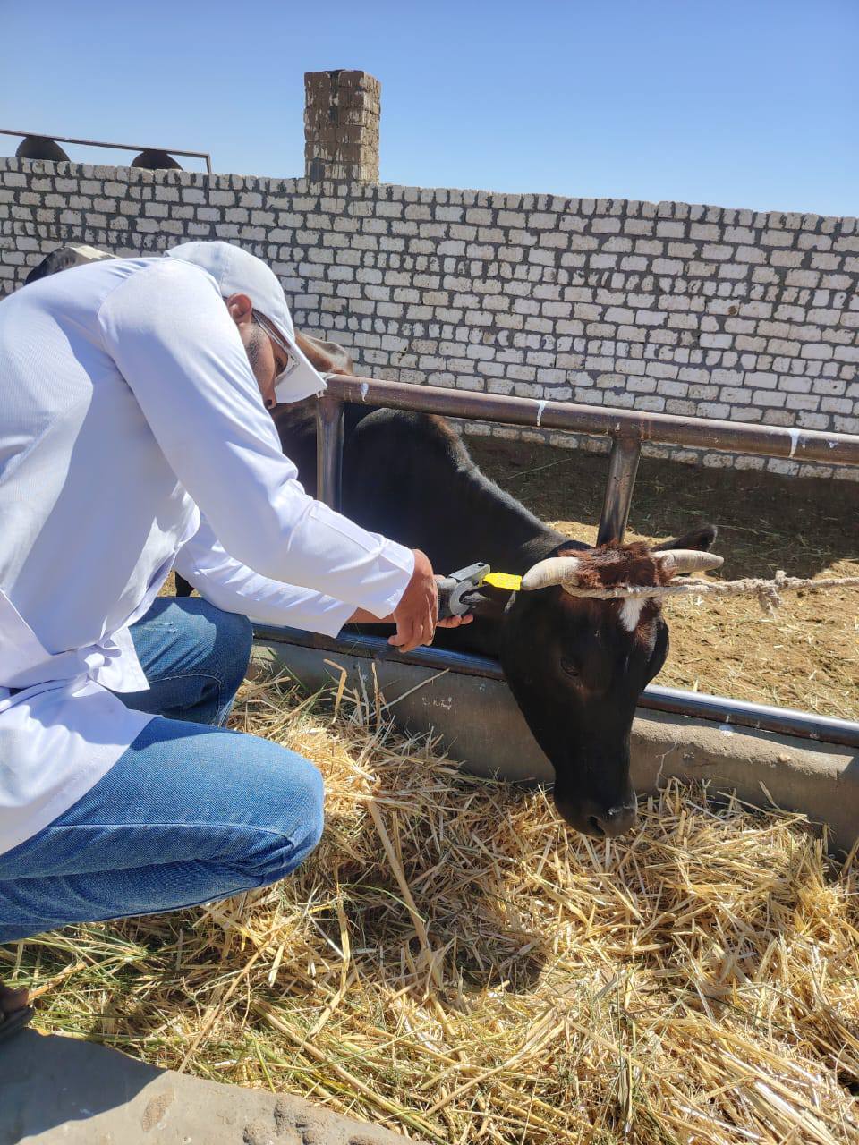 حملات الطب البيطري بالوادي الجديد (3)