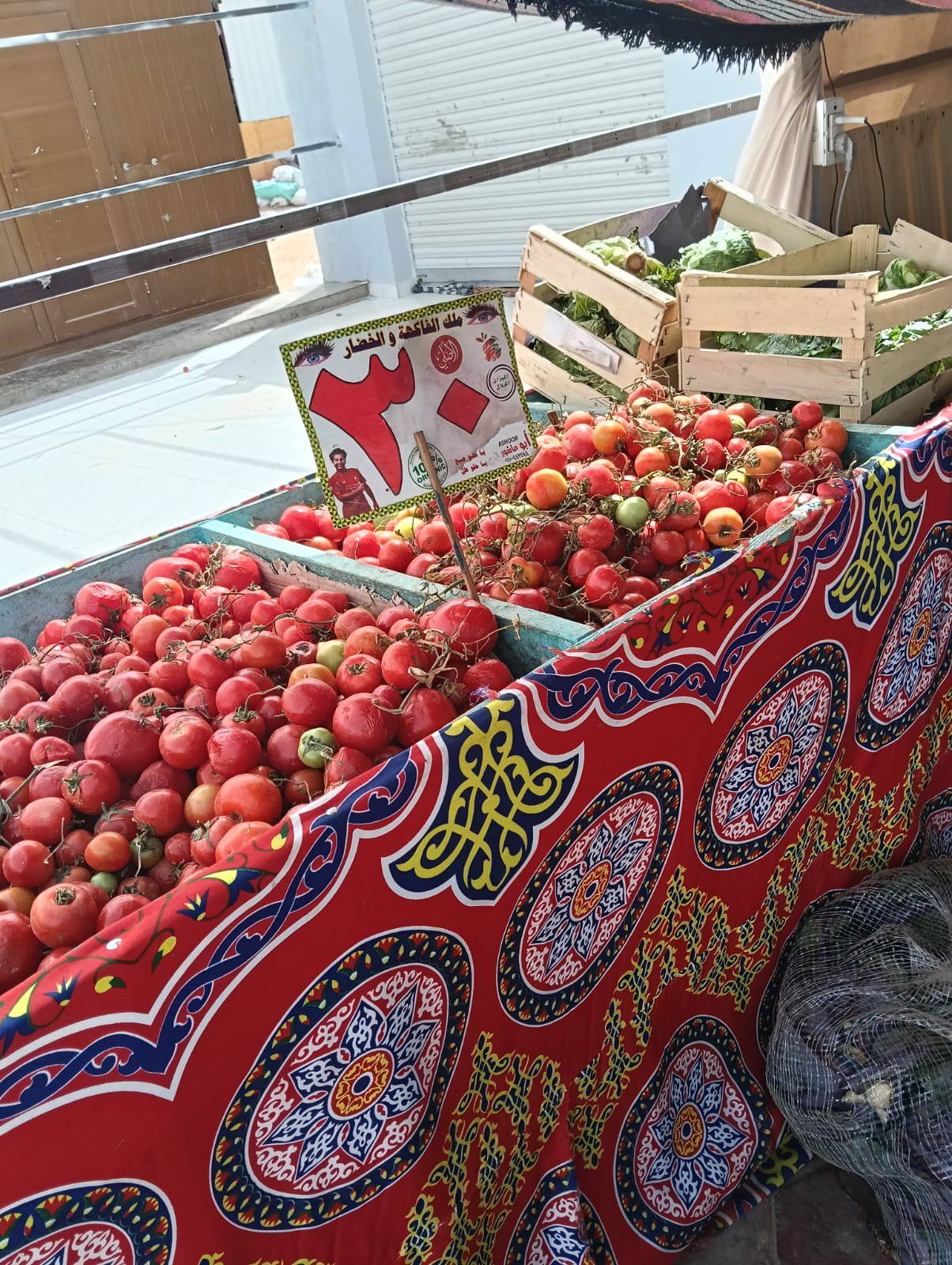 سعر الطماطم بـ30 جنيها في الوادي الجديد