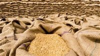 غرفة الحبوب: زيادة سعر توريد أردب القمح المحلى إلى 2500 جنيه لموسم 2026 