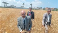 توريد 1922 طن قمح للشون والصوامع حتى الآن في دمياط 